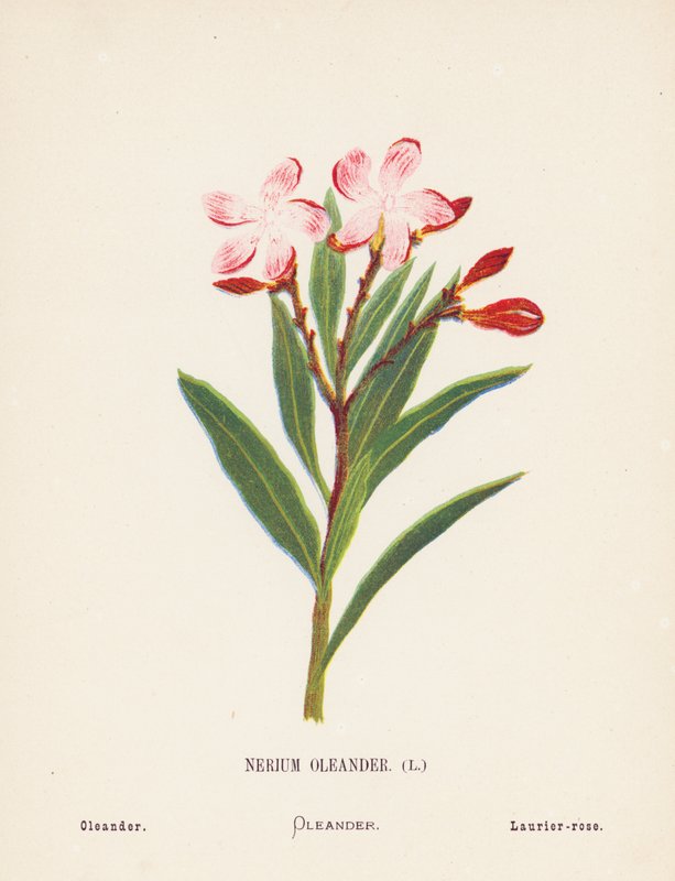 Vilde blomster i det hellige land: Nerium Oleander; Oleander (farvelagt kobberstik) af Hannah Zeller