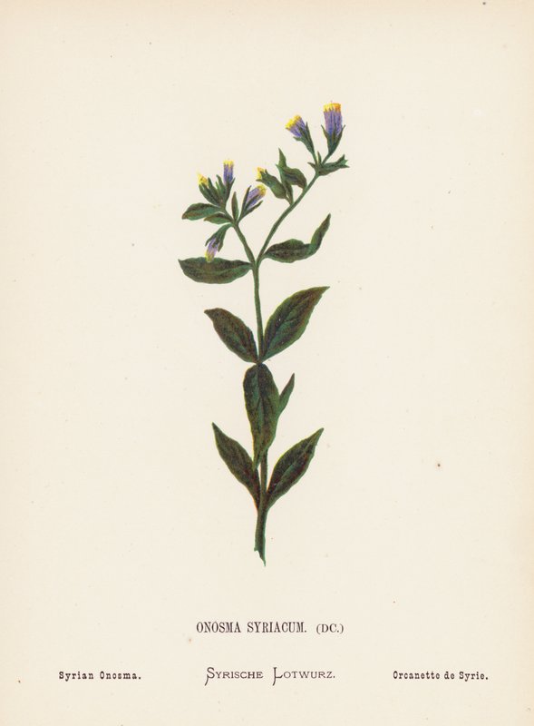 Vilde blomster i det hellige land: Onosma Syriacum; Syrisk onosma (koloreret stik) af Hannah Zeller