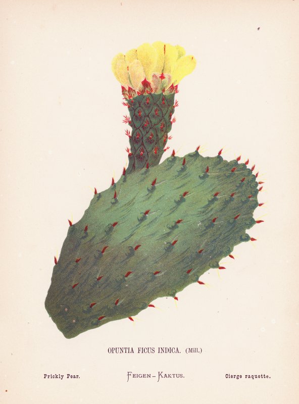 Vilde blomster i det hellige land: Opuntia Ficus Indica, Mill; Figenkaktus (koloreret gravure) af Hannah Zeller
