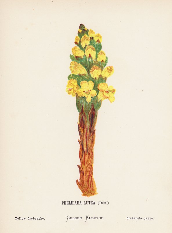 Vilde blomster i det hellige land: Phelipaea Lutea, Desf; Yellow Orobanche (farvelagt kobberstik) af Hannah Zeller