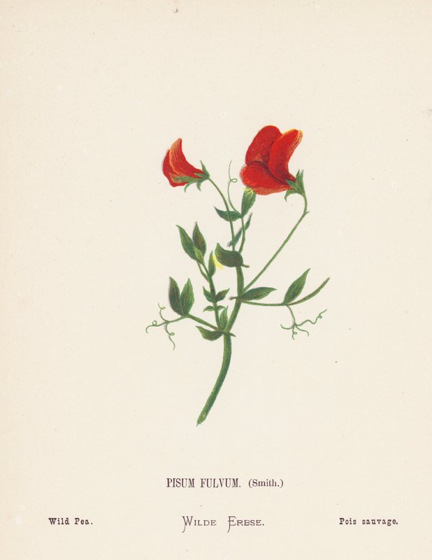 Vilde blomster i det hellige land: Pisum Fulvum, Smith; Vild ærte (koloreret stik) af Hannah Zeller