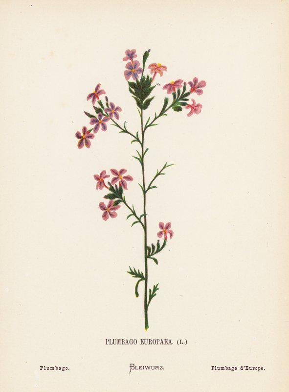 Vilde blomster i det hellige land: Plumbago Europaea; Plumbago (farvet stik) af Hannah Zeller