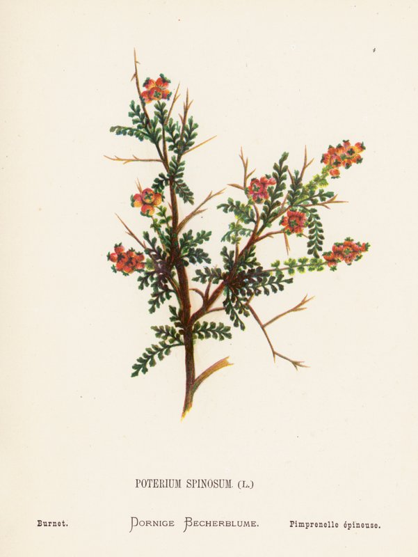 Vilde blomster i det hellige land: Poterium Spinosum; Burnet (koloreret stik) af Hannah Zeller