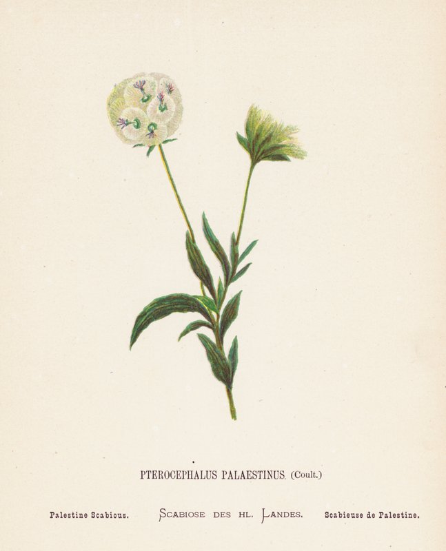 Vilde blomster i det hellige land: Pterocephalus Palaestinus, Coult; Palæstinaskabiose (koloreret stik) af Hannah Zeller