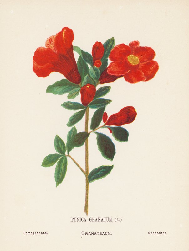 Vilde blomster i det hellige land: Punica Granatum; Granatæble (farvelagt kobberstik) af Hannah Zeller