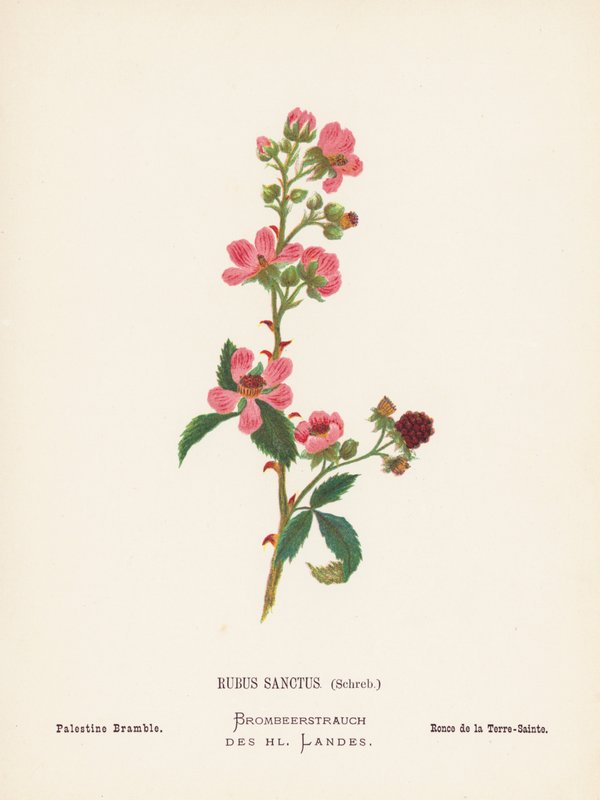 Vilde blomster i det hellige land: Rubus Sanctus, Schreb; Palæstinensisk brombær (koloreret stik) af Hannah Zeller