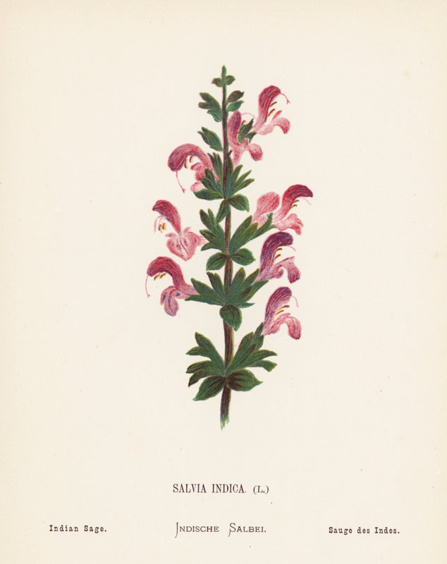 Vilde blomster i det hellige land: Salvia Indica; Indisk salvie (farvelagt kobberstik) af Hannah Zeller