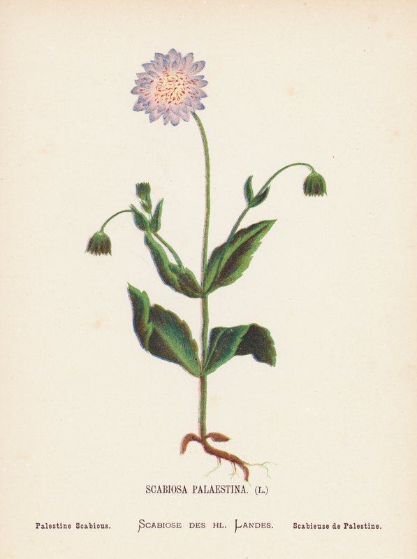 Vilde blomster i det hellige land: Scabiosa Palaestina; Palestine Scabious (farvelagt kobberstik) af Hannah Zeller