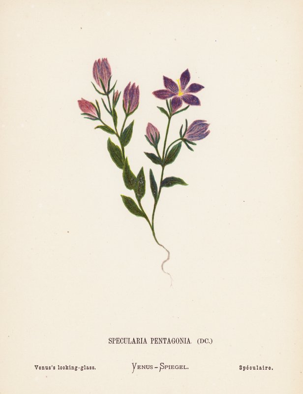 Vilde blomster i det hellige land: Specularia Pentagonia; Venus
