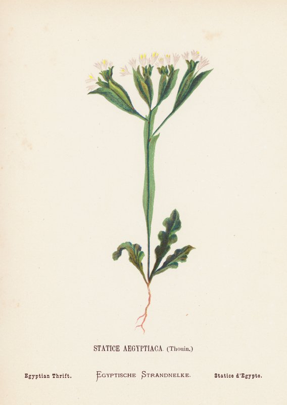 Vilde blomster i det hellige land: Statice Aegyptiaca, Thouin; Egyptisk sparsommelighed (koloreret gravure) af Hannah Zeller
