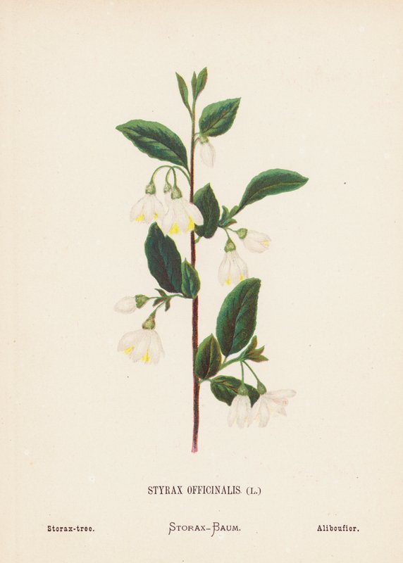 Vilde blomster i Det Hellige Land: Styrax Officinalis; Storax-træ (koloreret stik) af Hannah Zeller