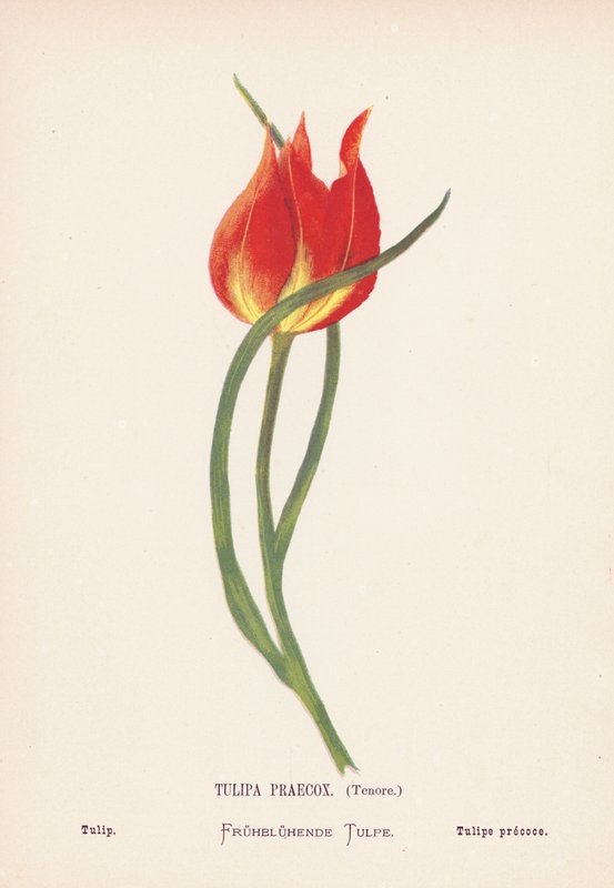 Vilde blomster i det hellige land: Tulipa Praecox, Tenore; Tulipan (koloreret stik) af Hannah Zeller