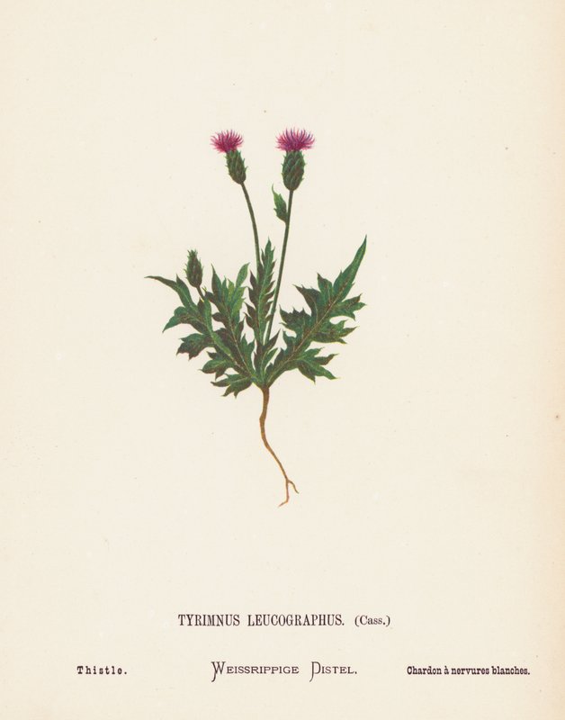 Vilde blomster i Det Hellige Land: Tyrimnus Leucographus, Cass; tidsel (koloreret stik) af Hannah Zeller