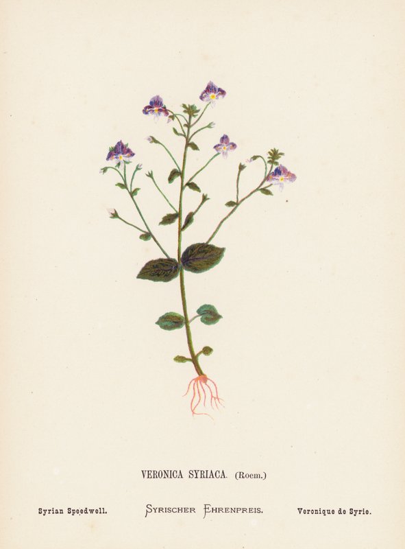 Vilde blomster i det hellige land: Veronica Syriaca, Roem; Syrian Speedwell (farvelagt kobberstik) af Hannah Zeller