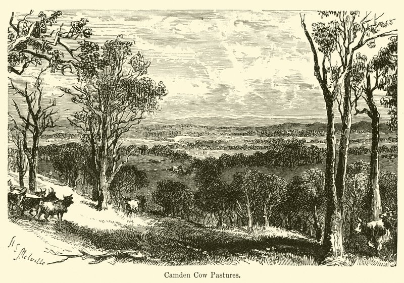 Camden Cow Græsgange af Harden Sidney Melville
