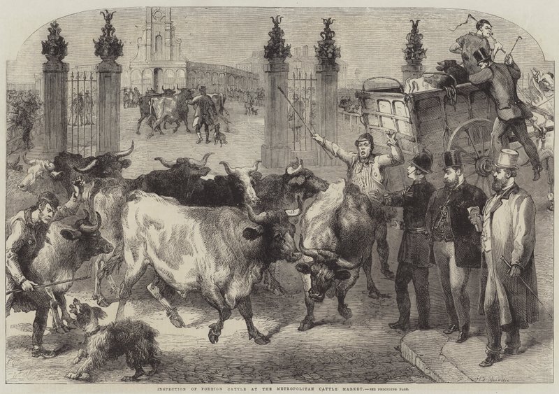 Inspektion af udenlandsk kvæg på Metropolitan Cattle Market af Harden Sidney Melville