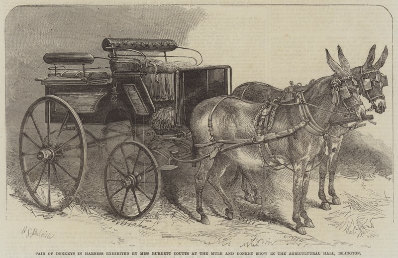 Æselpar i sele udstillet af Miss Burdett Coutts på Mule and Donkey Show i Agricultural Hall, Islington af Harden Sidney Melville