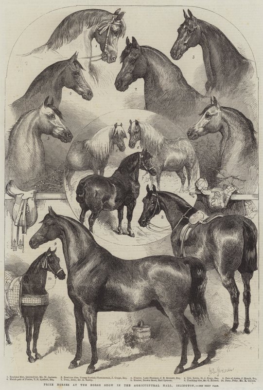 Præmieheste ved Horse Show i Agricultural Hall, Islington af Harden Sidney Melville
