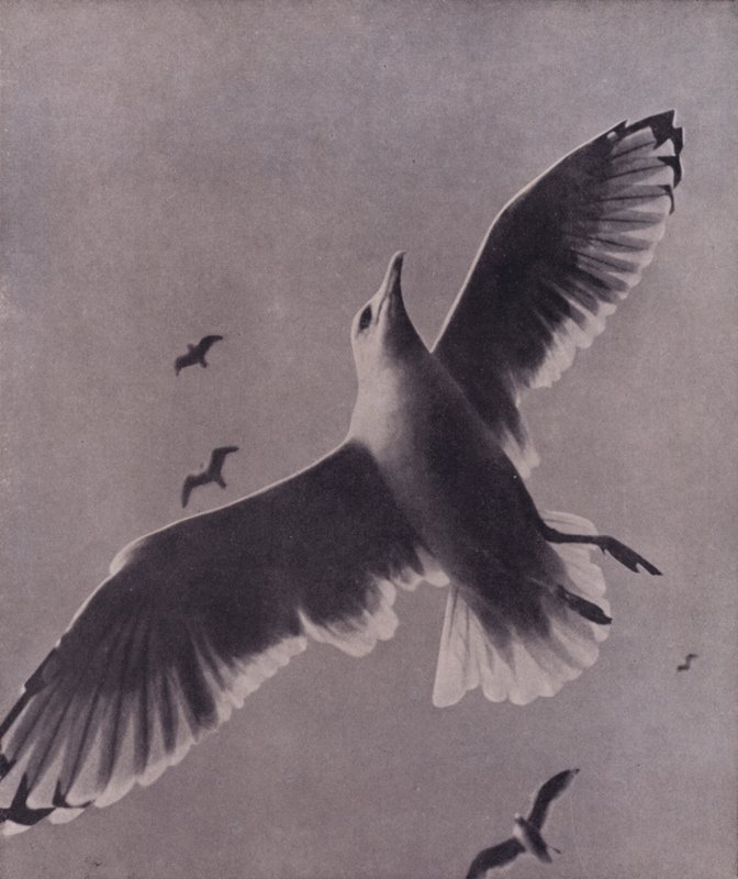 Hurtig og højtsvævende, Meredith (s/h-billede) af Harold Burdekin