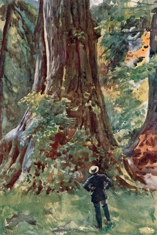 The Big Tree, Stanley Park, Vancouver af Harold Copping