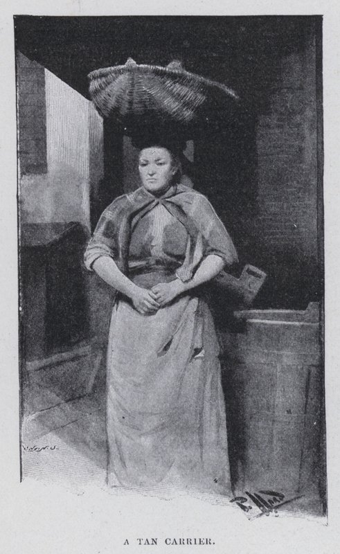 En solbrun bærer (s/h foto) af Harold Hume Piffard