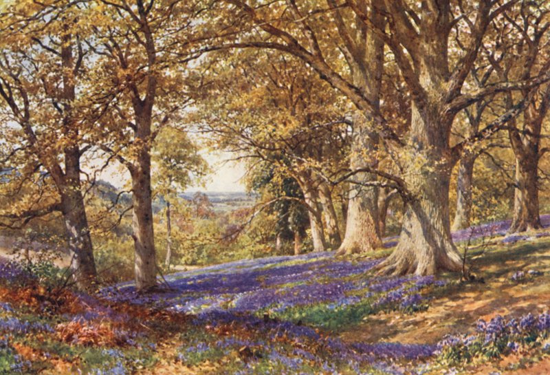 En skråning med blåklokker, Hascombe (farvelitografi) af Harold Sutton Palmer