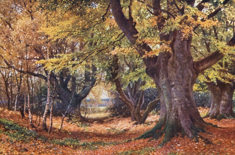Bøgetræer i efteråret, nær Godalming (farvelitografi) af Harold Sutton Palmer