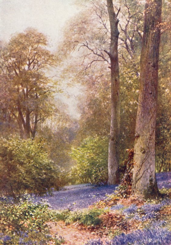 Bluebells, Ripley (farvelitografi) af Harold Sutton Palmer