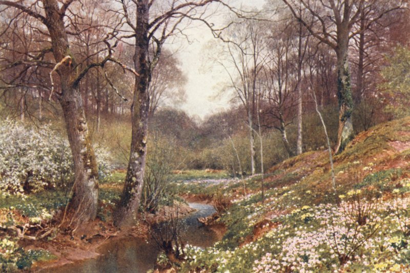 Forårsblomster, nær Dorking (farvelitografi) af Harold Sutton Palmer