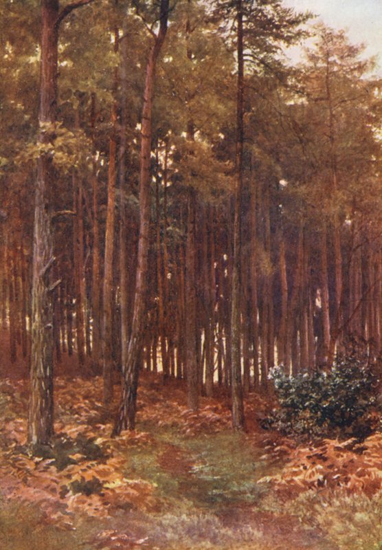 Dybet af en granskov, Ripley (farvelitografi) af Harold Sutton Palmer