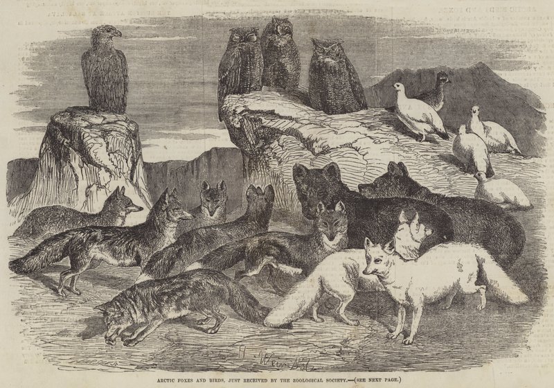 Arktiske ræve og fugle, netop modtaget af Zoologisk Selskab af Harrison William Weir