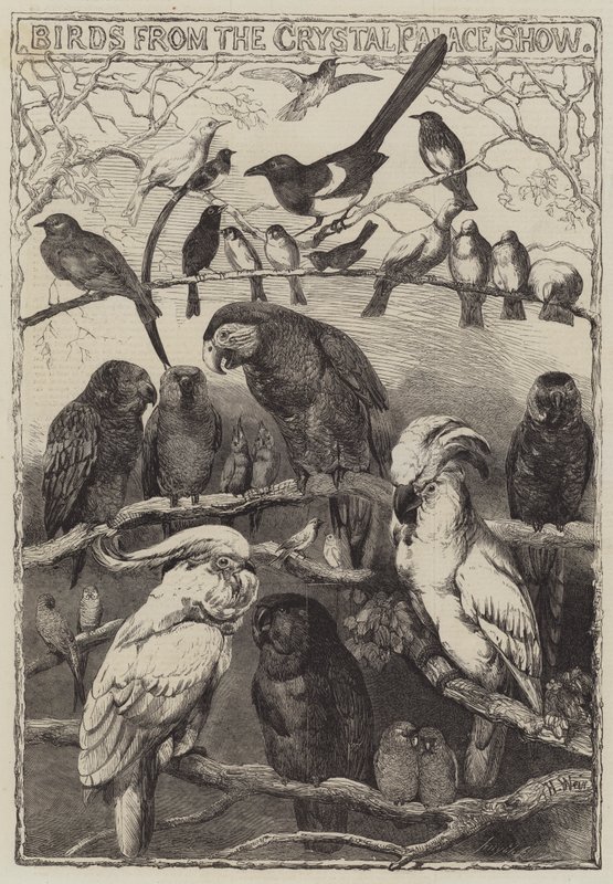 Fugle fra Crystal Palace Show af Harrison William Weir