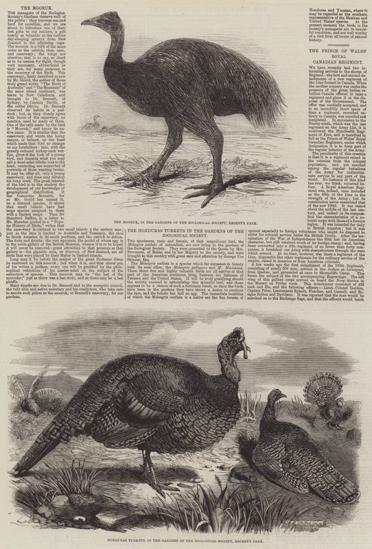 Fugle i London Zoo af Harrison William Weir