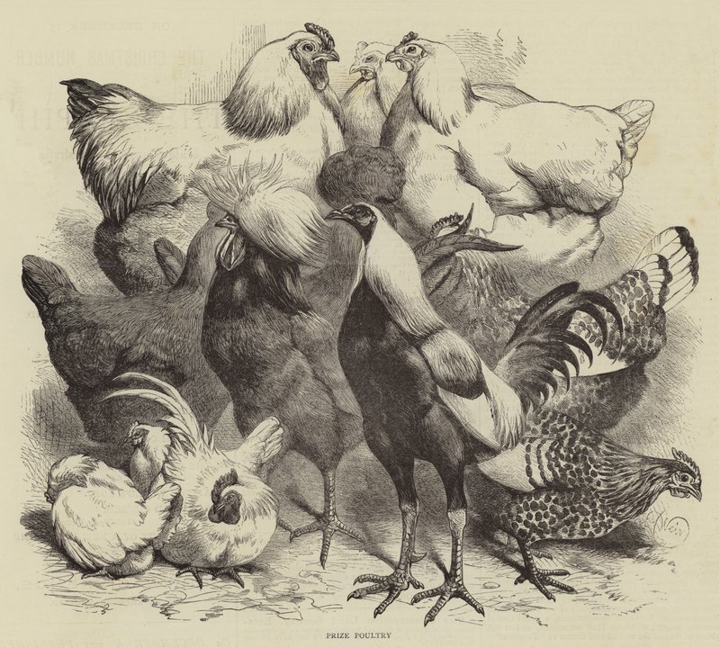 Birmingham Show, præmiefjerkræ af Harrison William Weir
