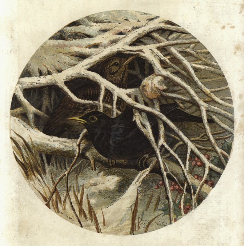 Solsort og trøske, skjult af Harrison William Weir