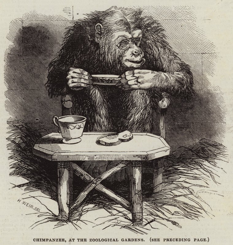 Chimpanse, i Zoologisk Have af Harrison William Weir