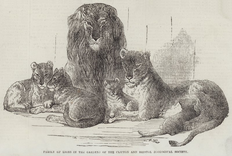 Løvefamilie i Clifton og Bristol Zoological Society