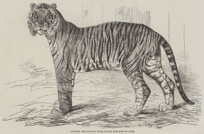 Junglar, den afdøde konge af Oudes kæmpende tiger af Harrison William Weir