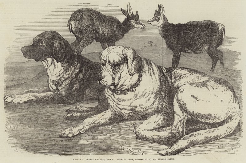 Han- og hungeske og St. Bernard-hunde, der tilhører hr. Albert Smith af Harrison William Weir