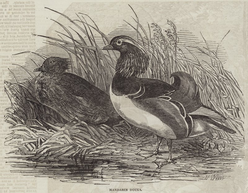 Mandarin ænder af Harrison William Weir