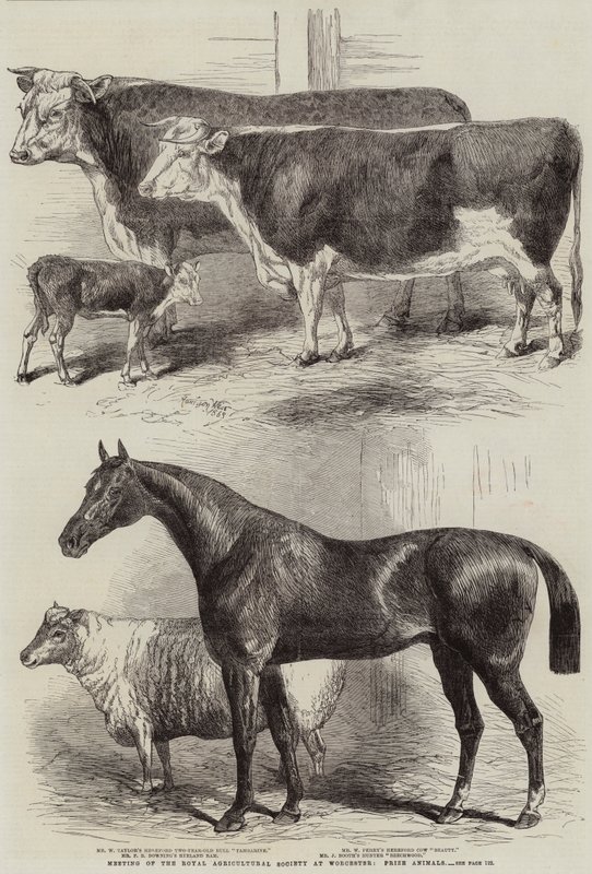 Møde i Royal Agricultural Society i Worcester, Prize Animals af Harrison William Weir