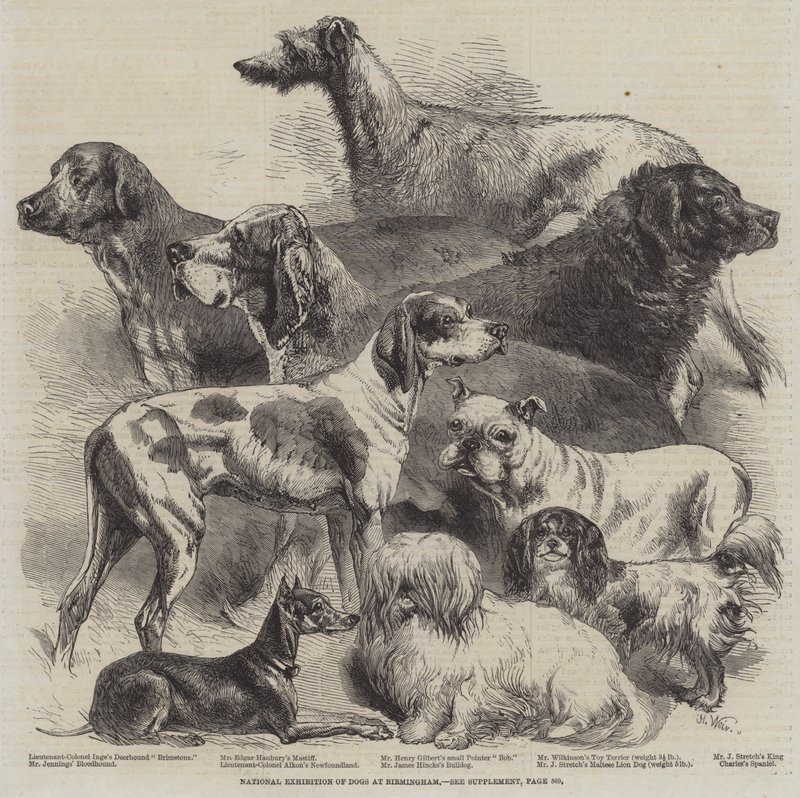 National udstilling af hunde i Birmingham af Harrison William Weir