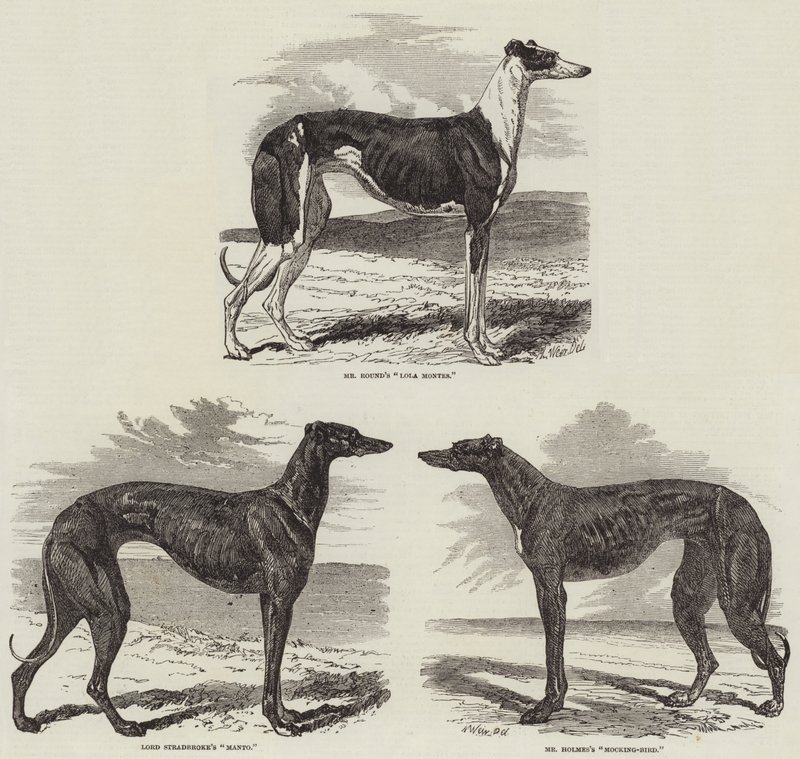 Newmarket Coursing-møde af Harrison William Weir