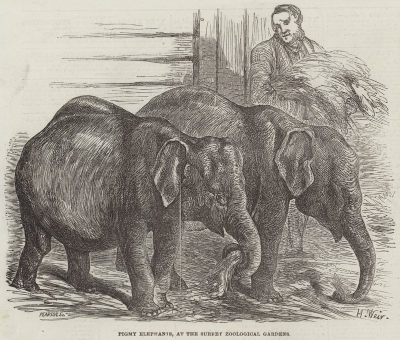 Elefantgrise i Surrey Zoologiske Have af Harrison William Weir