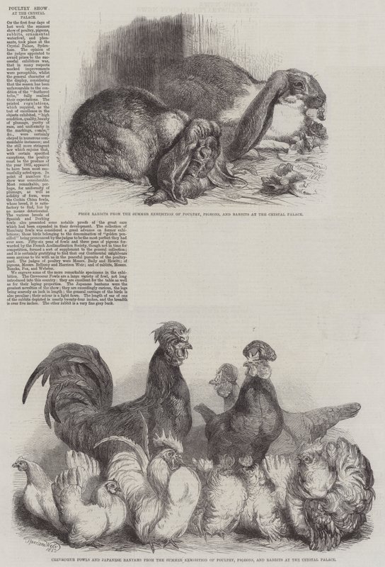 Fjerkræudstilling i Crystal Palace af Harrison William Weir