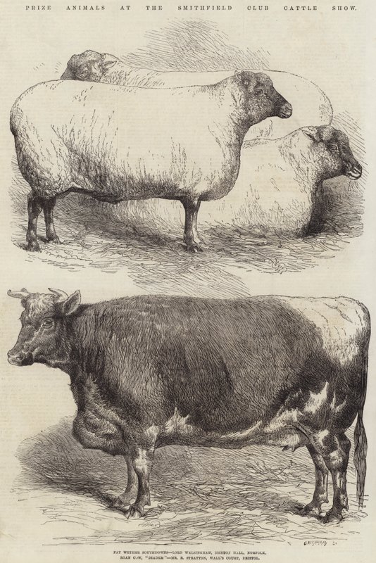 Præmiedyr ved Smithfield Club Cattle Show af Harrison William Weir