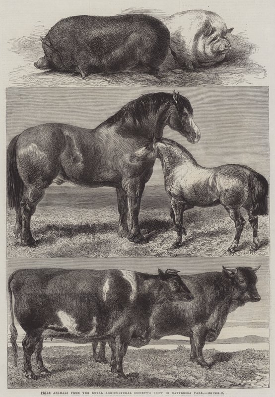 Prisdyr fra Royal Agricultural Society