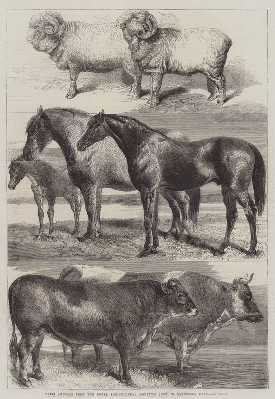 Præmiedyr fra Royal Agricultural Society Show i Battersea Park af Harrison William Weir