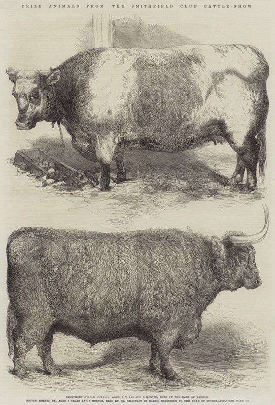 Præmiedyr fra Smithfield Club Cattle Show af Harrison William Weir