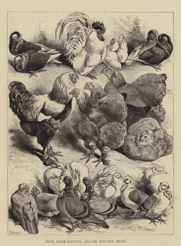Præmiefugle, Crystal Palace Poultry Show af Harrison William Weir